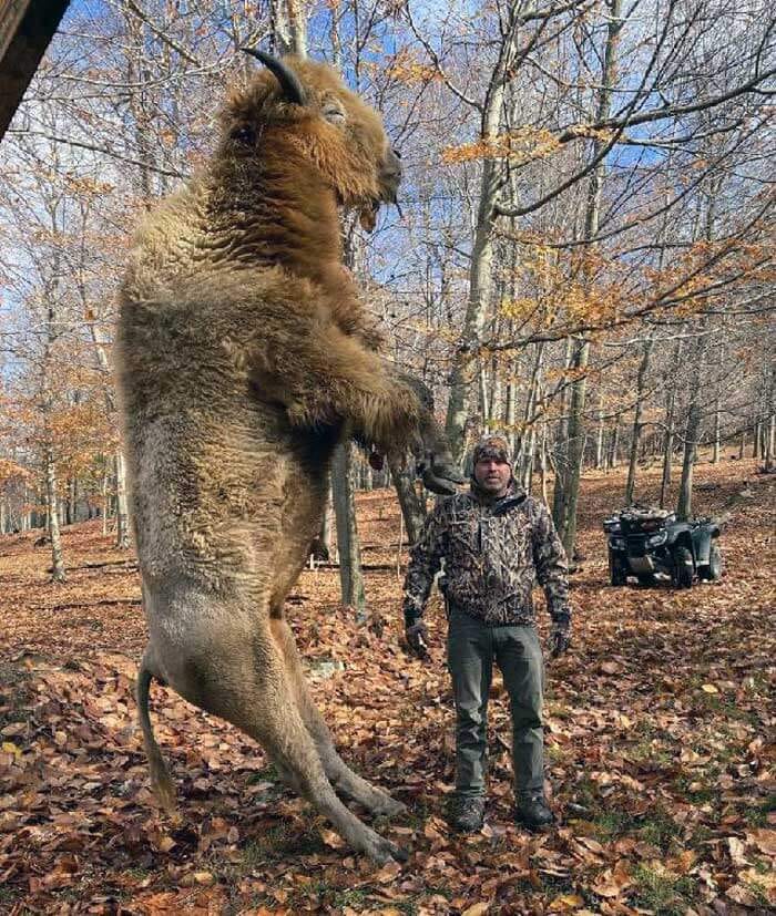 Pennsylvania Trophy Bison at Stonebridge Hunting Preserve