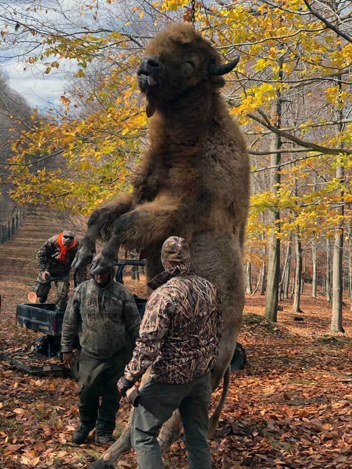 Trophy Stonebridge Preserve Bison in Pennsylvania