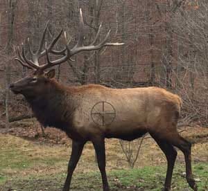 Elk Kill Shot