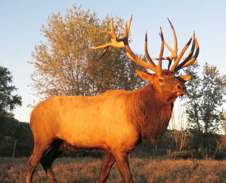 Beautiful Pennsylvania Elk Bull