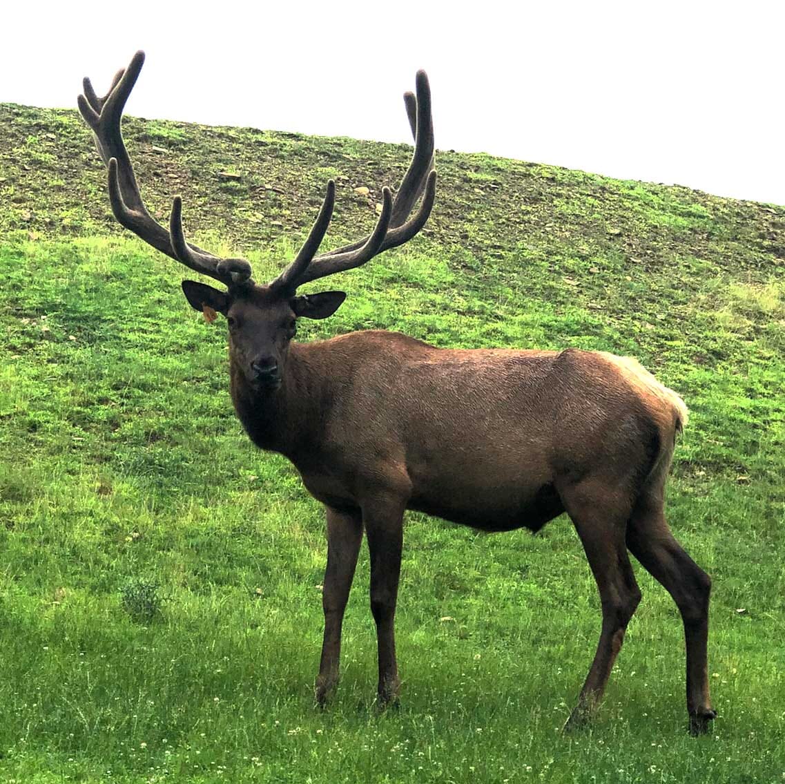 Trophy Elk Bull at Stonebridge Hunting Preserve