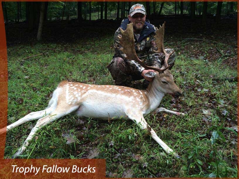 Trophy Fallow Deer Buck in Pennsylvania
