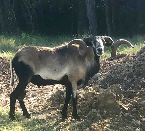 Barbados Blackbelly Ram