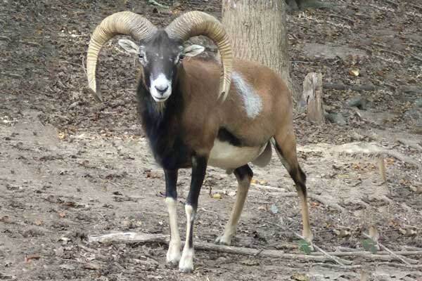 Mouiflon Ram