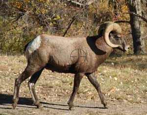 Mouflon Ram Kill Shot