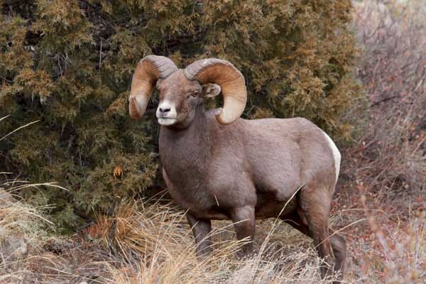 Rocky Mountain Ram