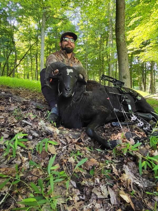 Black Hawaiian Ram Guided Hunting Trip for Illinois