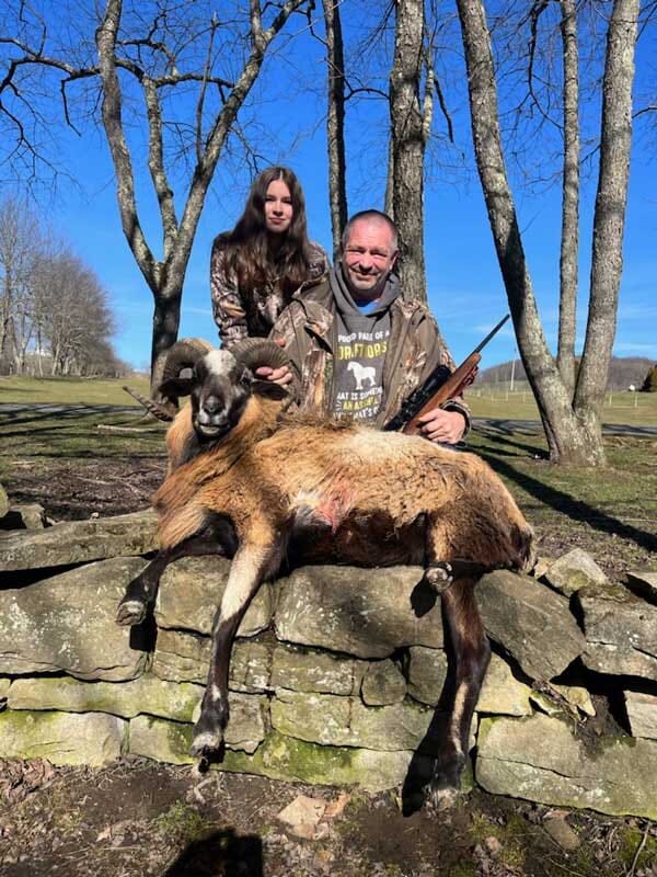 Corsican Ram Guided Hunting Trip Near Rhode Island