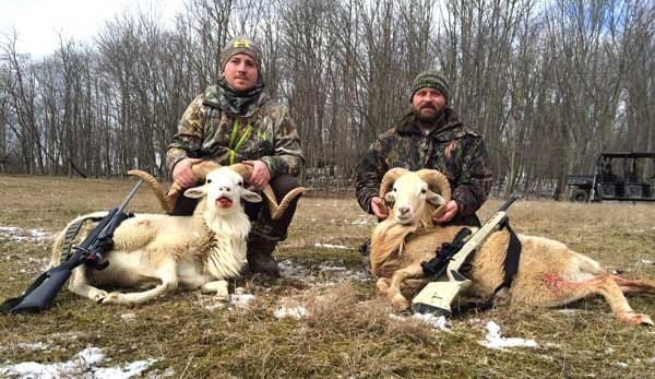 Dall Ram Group Hunting Trip for Indiana