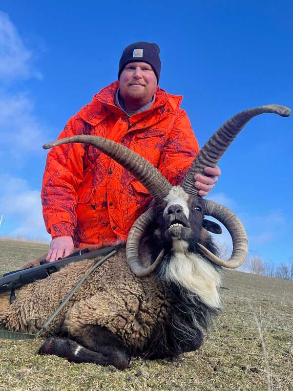 Trophy Jacob Four Horn Sheep Ram Hunting in PA