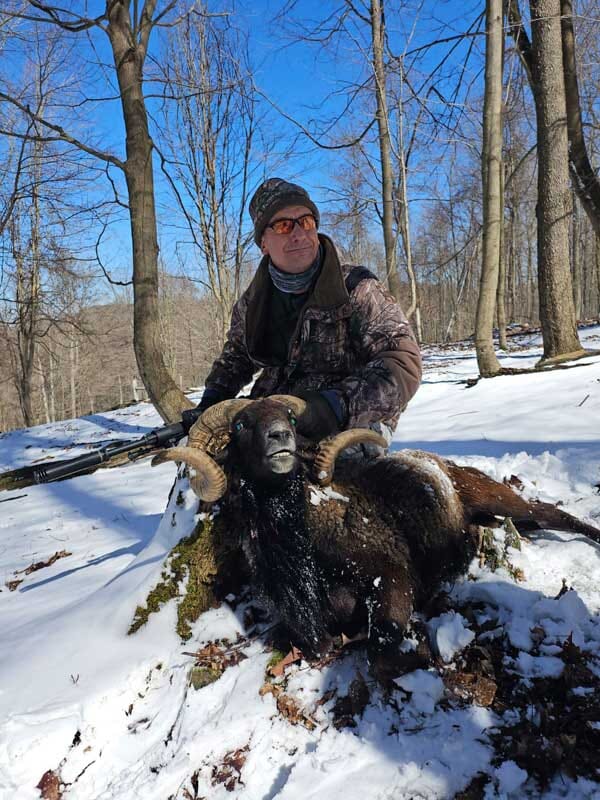 Mouflon Ram Hunting Trip Near New York