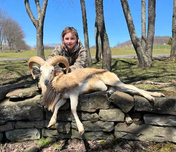 Red Dall Ram Hunting in Pennsylvania