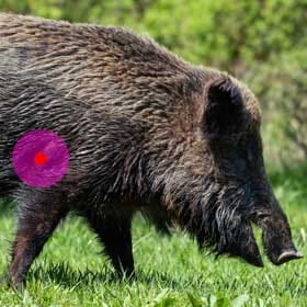 Russian Boar Kill Shot