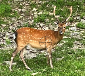 Sika Deer Kill Shot