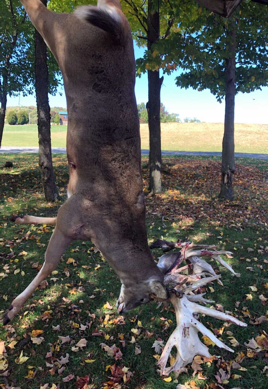 Huge Pennsylvania Trophy Whitetail Deer Buck